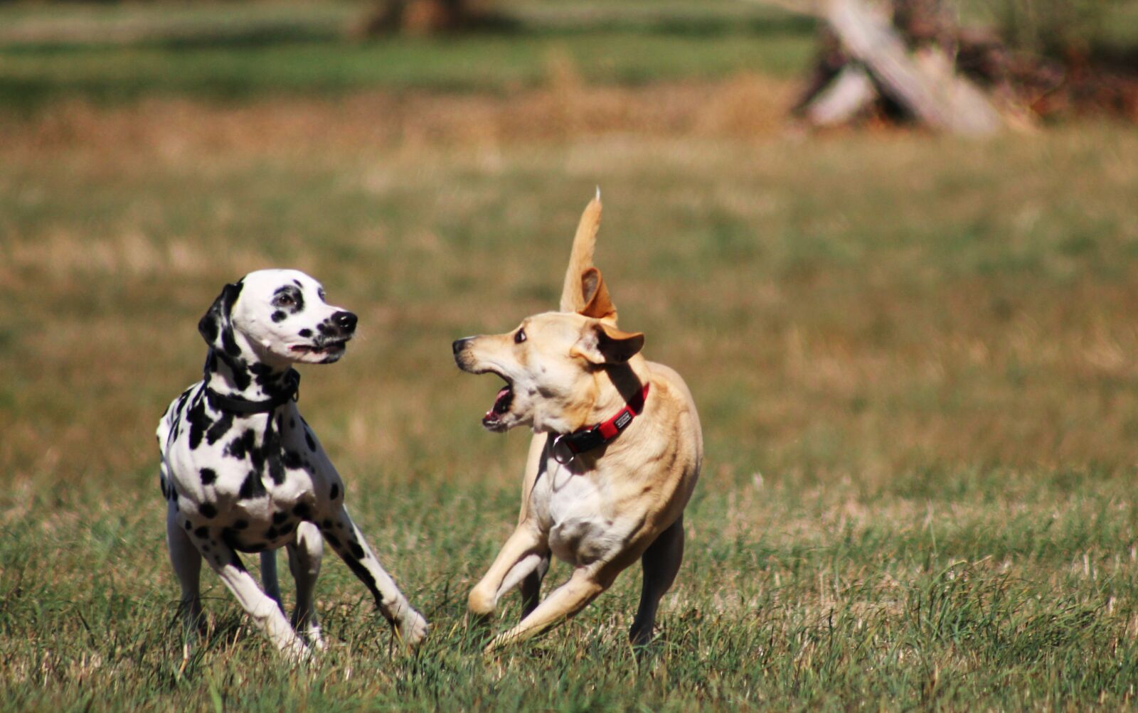 Canon EF75-300mm f/4-5.6 sample photo. Play, batons, dogs play photography