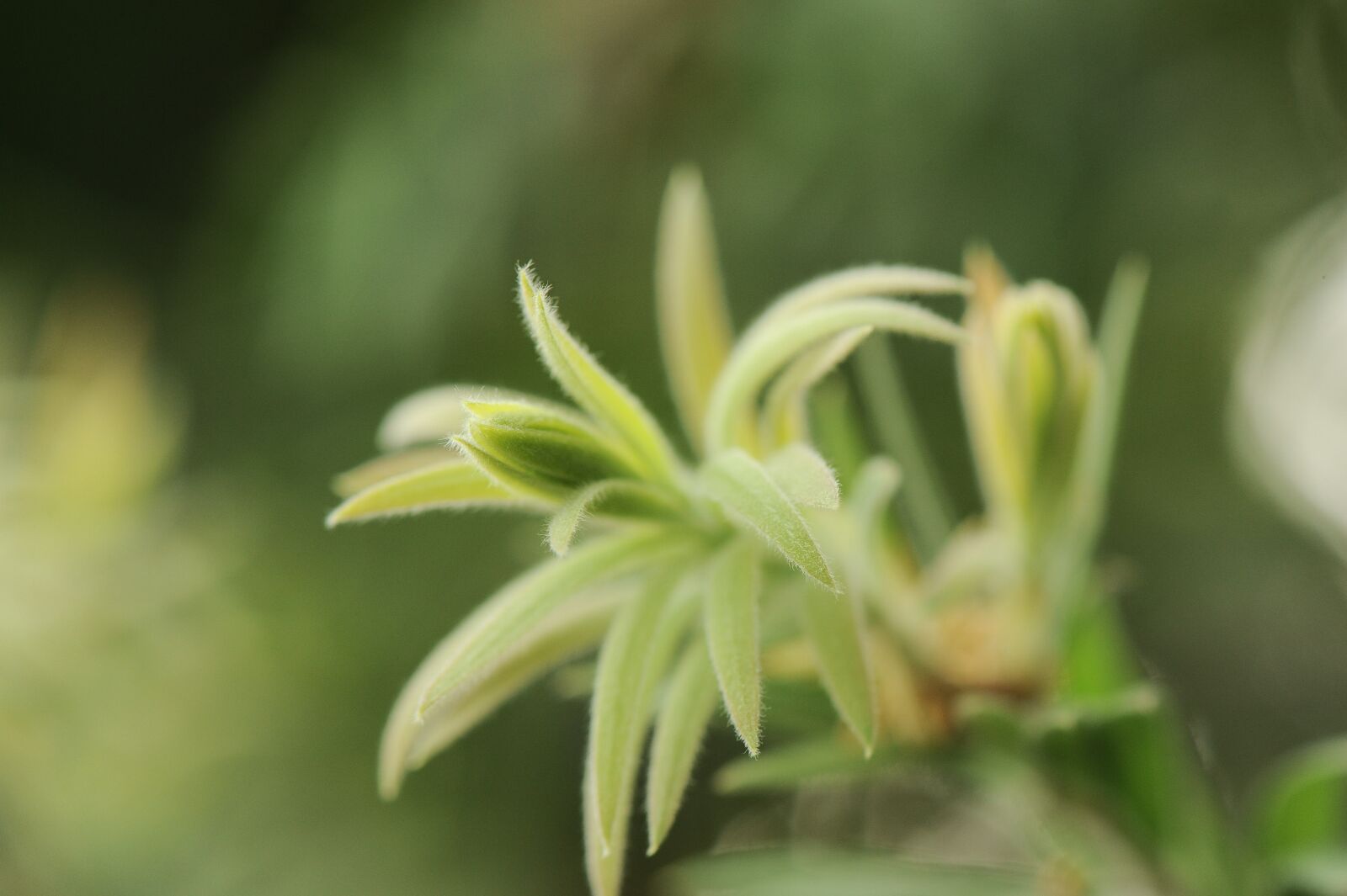 Nikon D700 sample photo. Plants, green, season photography