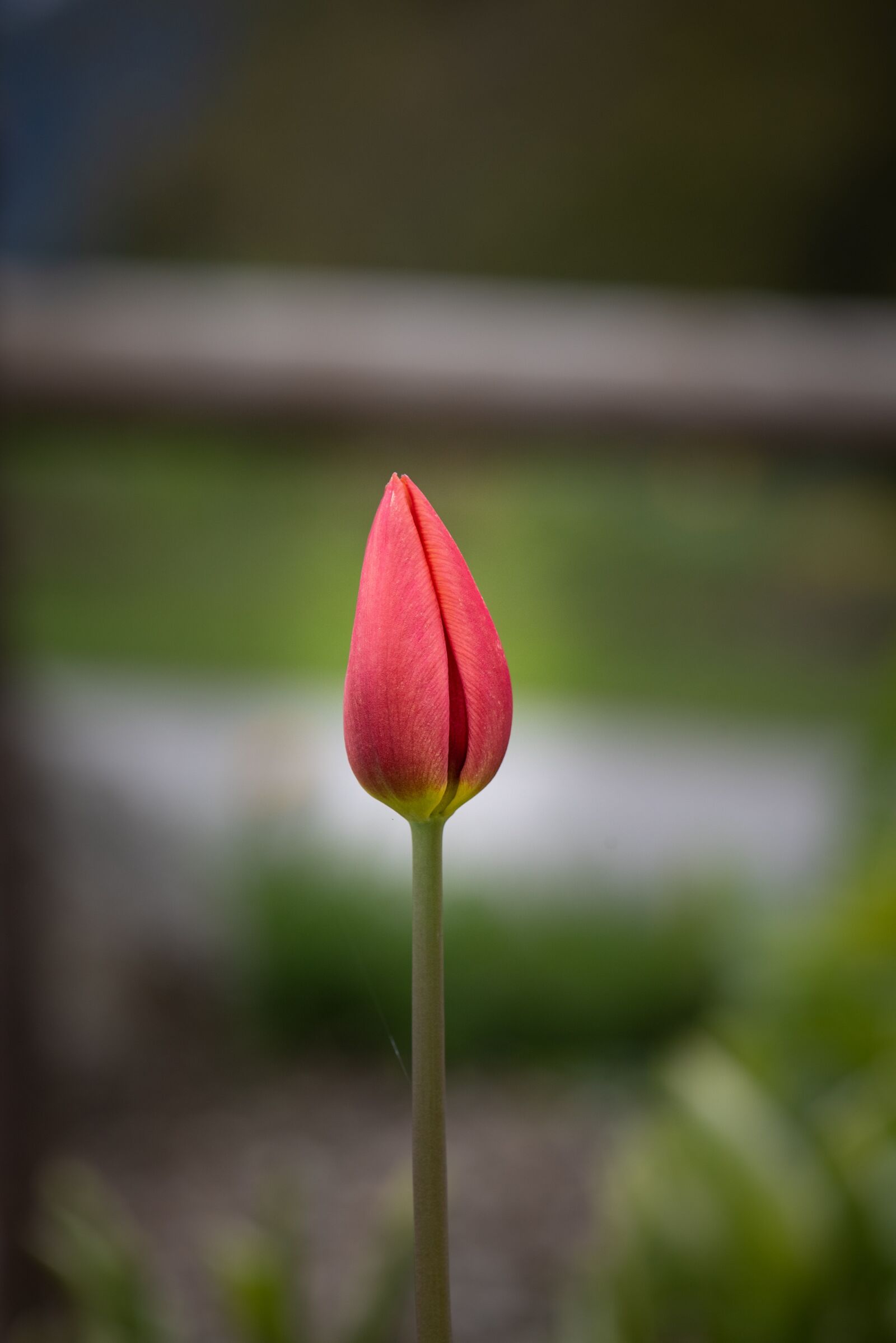 Nikon D750 sample photo. Tulip, flower, blossom photography