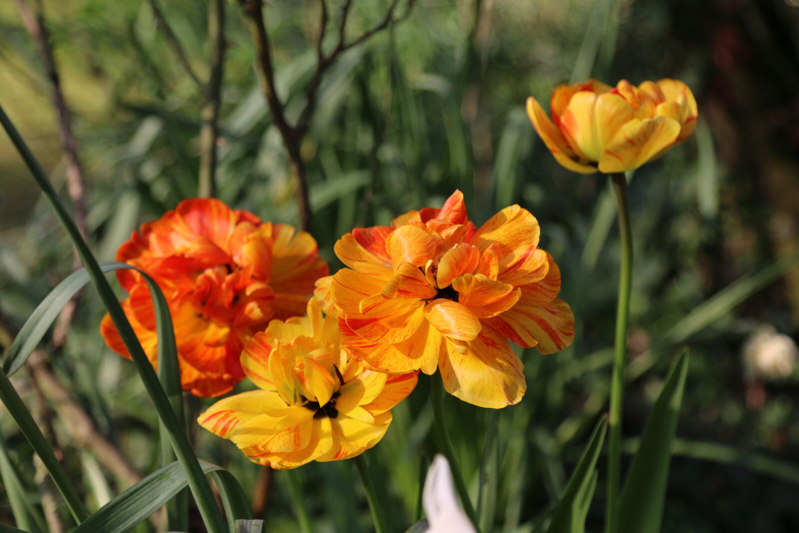 Canon EOS 70D sample photo. Tulips, flowers, spring photography