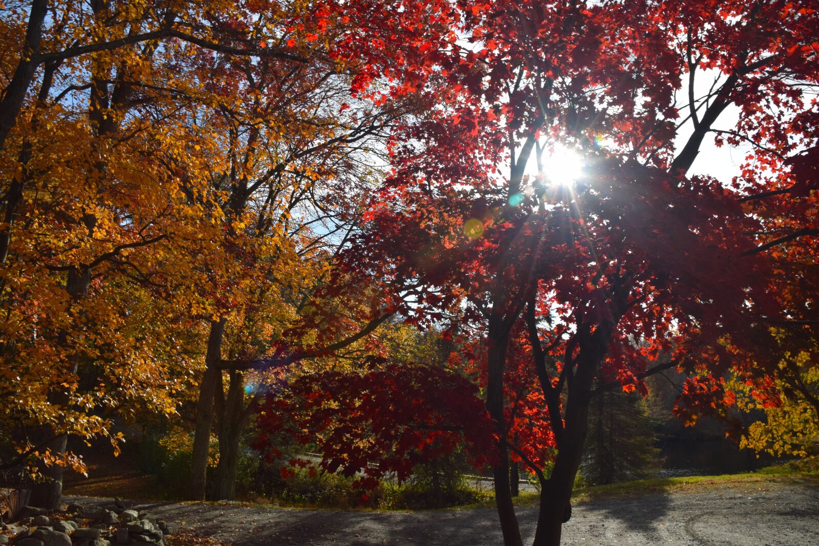 Nikon D3300 sample photo. Autumn, maple, red photography