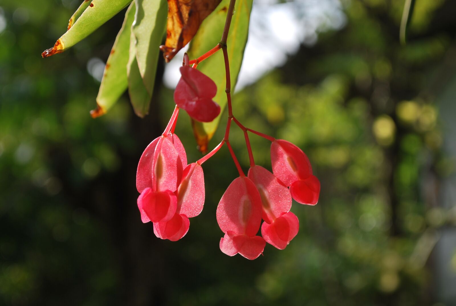 Nikon D60 sample photo. Flowers, pink, pretty photography