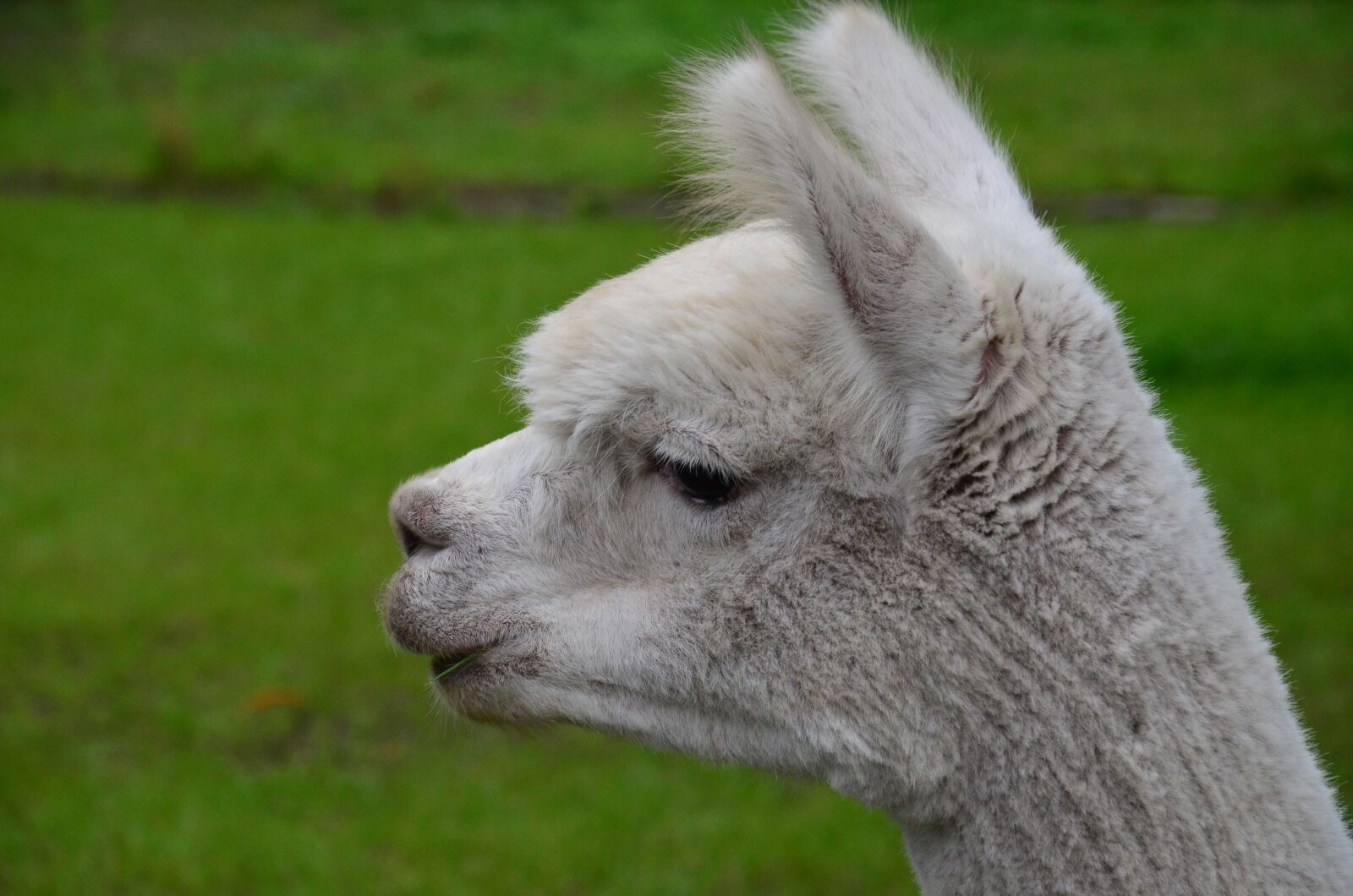 Nikon D5100 sample photo. Alpaca, white, animal photography