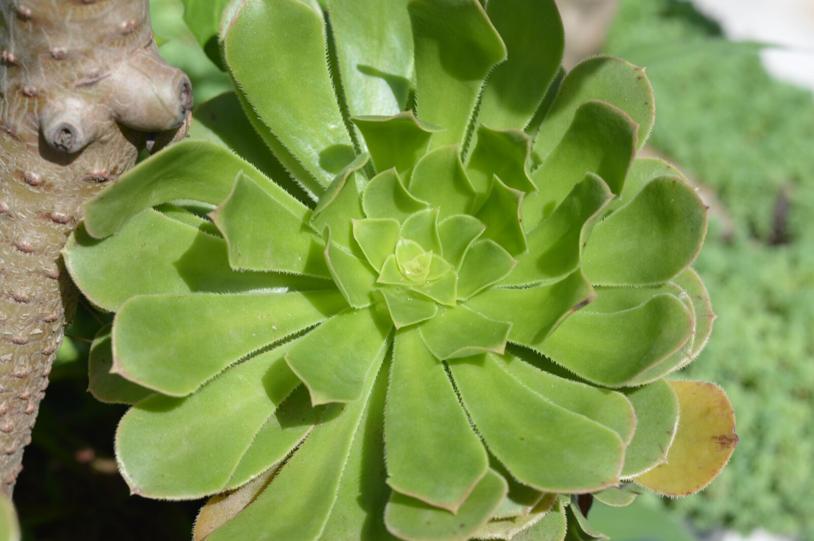 Nikon D3200 sample photo. Green plant, uttarakhand, india photography