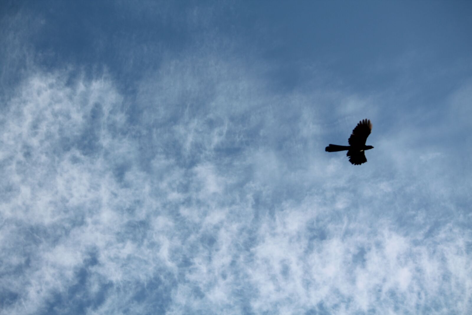 Canon EOS 1100D (EOS Rebel T3 / EOS Kiss X50) sample photo. Sky, bird, flying photography