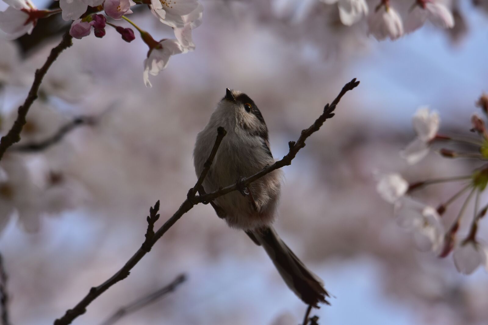 Nikon D7200 sample photo. Animal, cherry blossoms, cherry photography