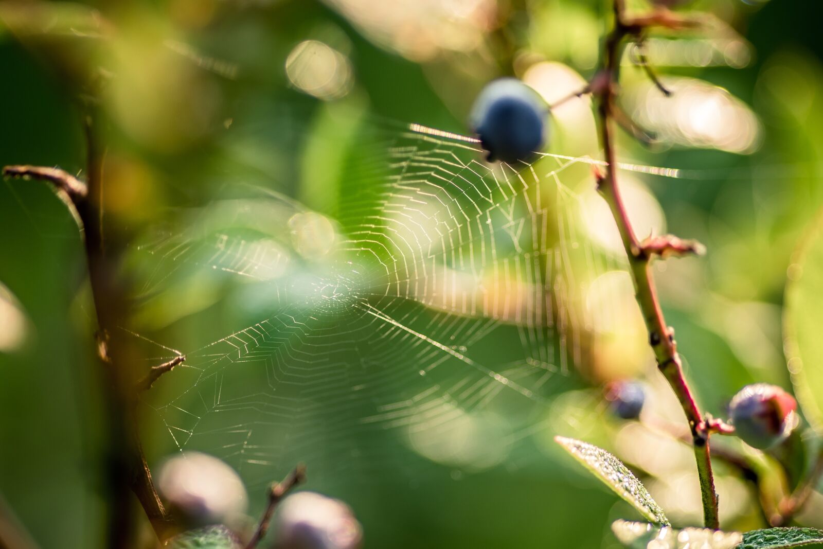 Pentax K-S2 sample photo. Cobweb, forest, blueberries photography