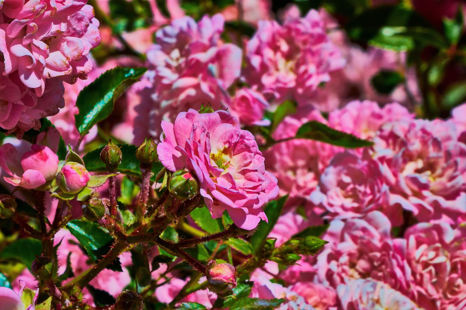 Nikon D7200 sample photo. Rose dwarf, garden, rosa photography