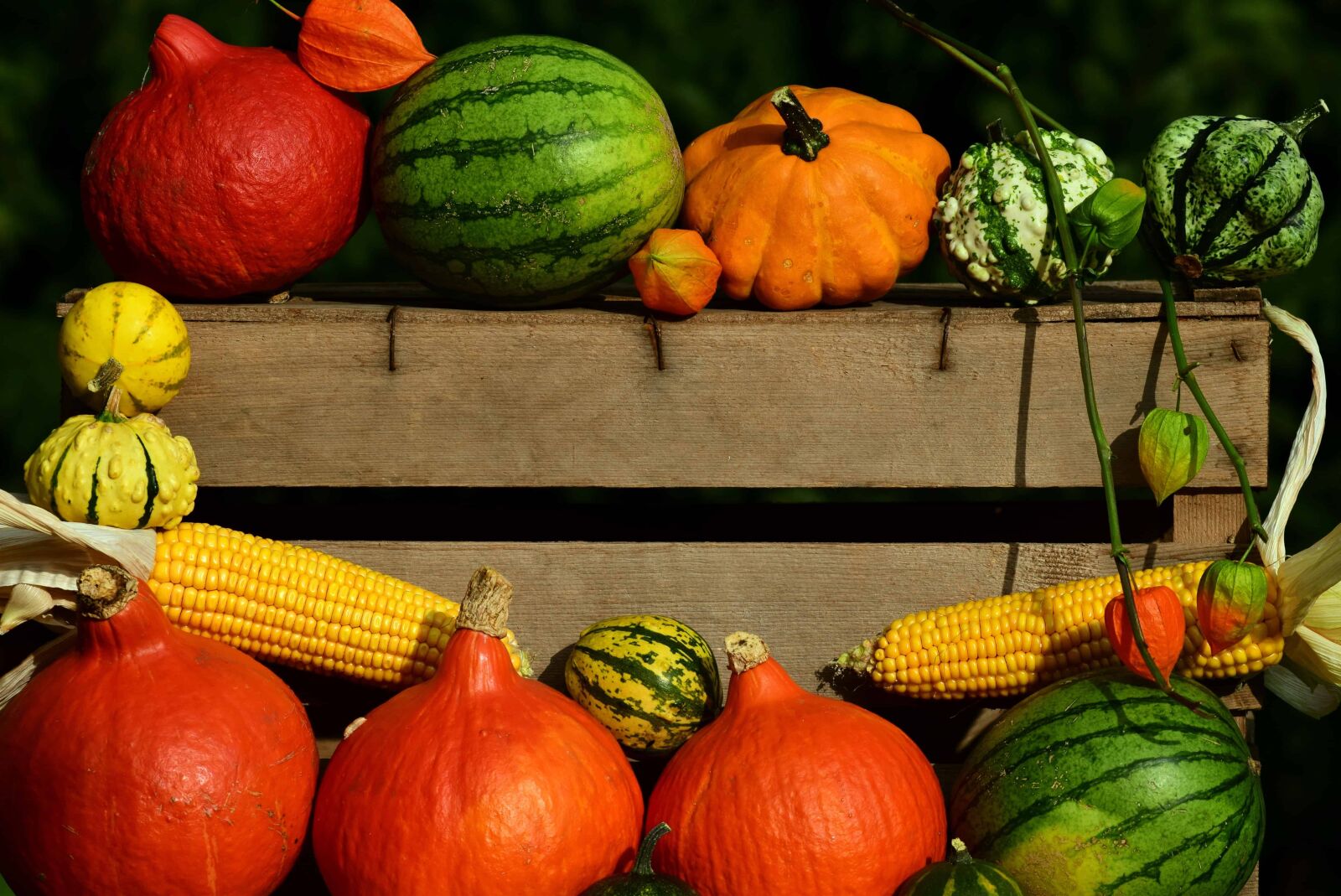 Nikon D3300 sample photo. Pumpkin, still life, corn photography