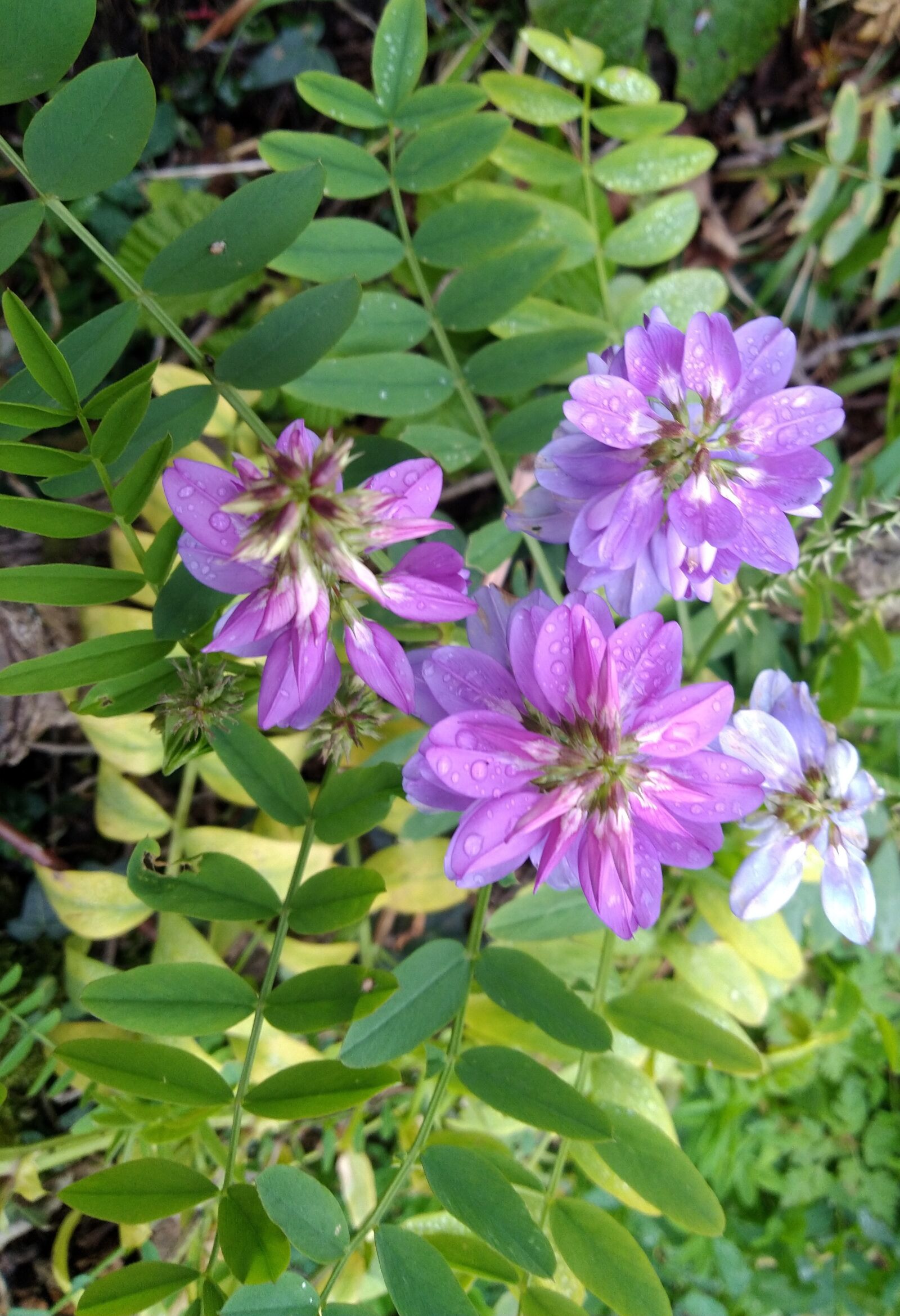 ASUS ZenFone Max Pro M1 (ZB602KL) (WW) / Max Pro M1 (ZB601KL) (IN) sample photo. Purple, flower, spring photography