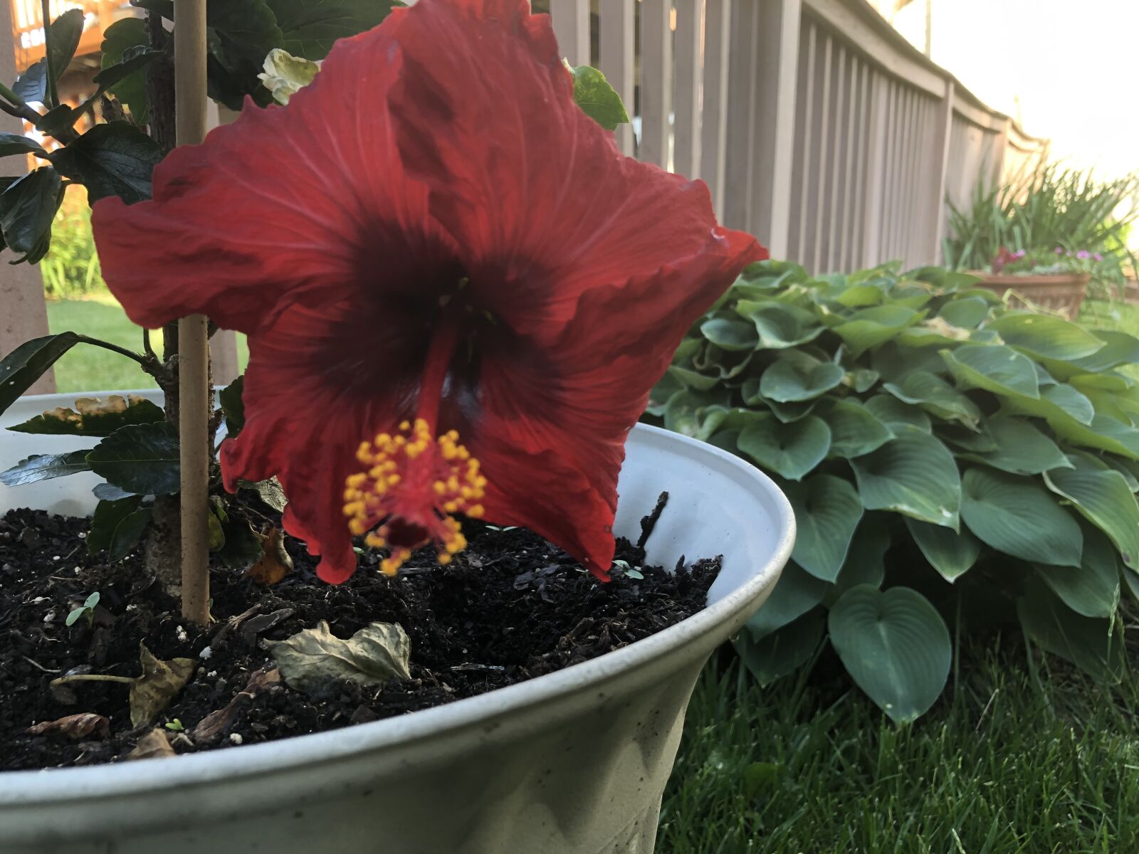 iPhone 8 back camera 3.99mm f/1.8 sample photo. Hibiscus, bloom, tropical photography