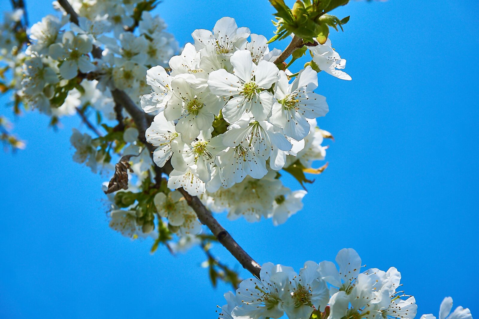 Sony a6000 sample photo. Cherry blossom, cherry tree photography