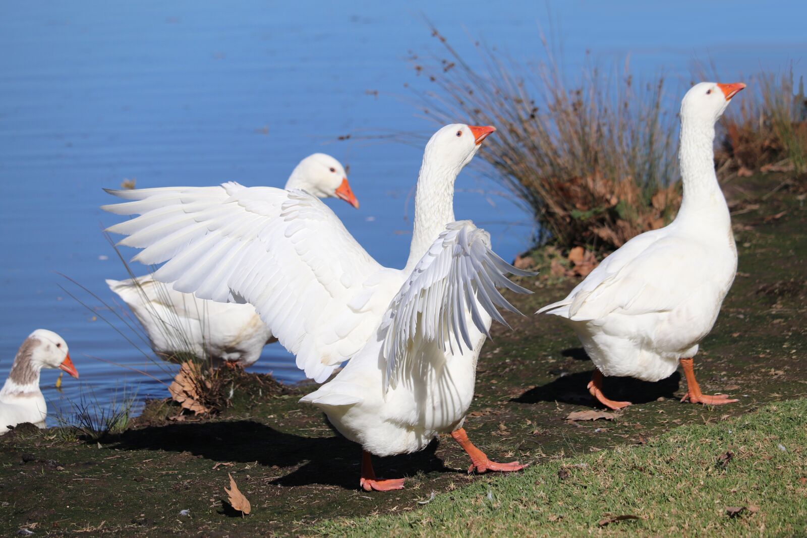 Canon EF-S 55-250mm F4-5.6 IS STM sample photo. Geese, birds, poultry photography