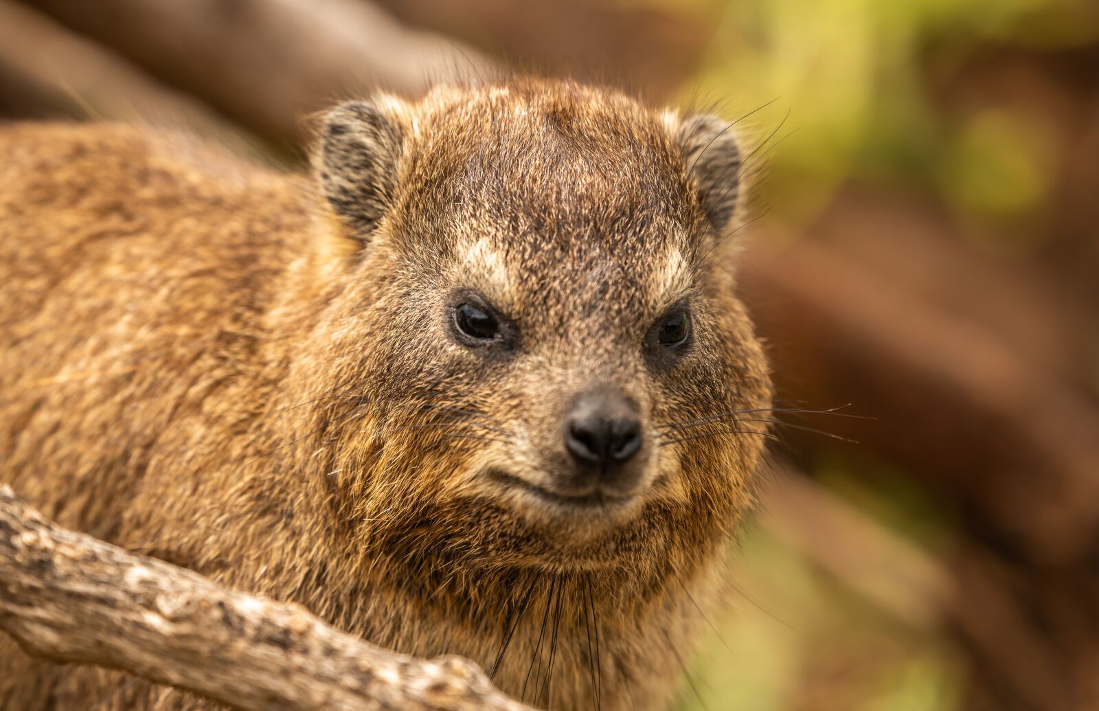 Nikon D750 sample photo. Hyrax, animal, africa photography