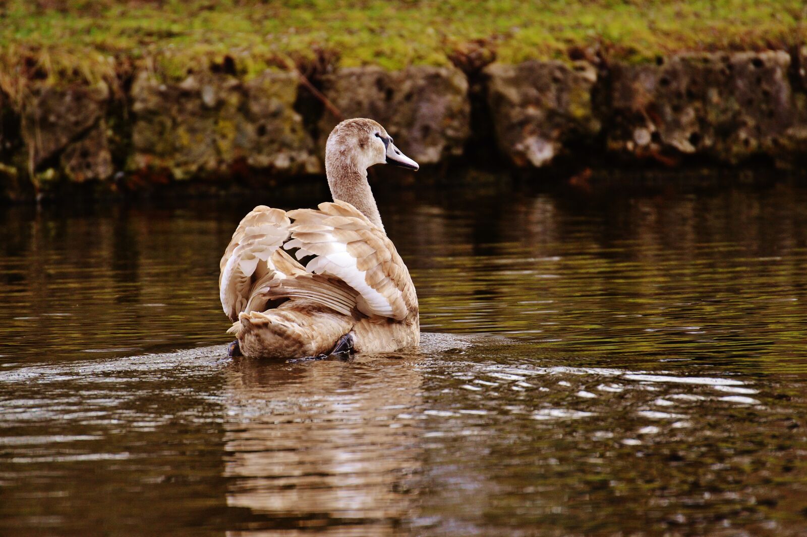 Nikon D3200 sample photo. Swan, water bird, animal photography