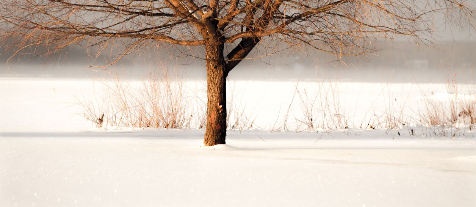 Canon EOS 7D + Canon EF 70-300mm F4-5.6 IS USM sample photo. Wood, nature, winter photography