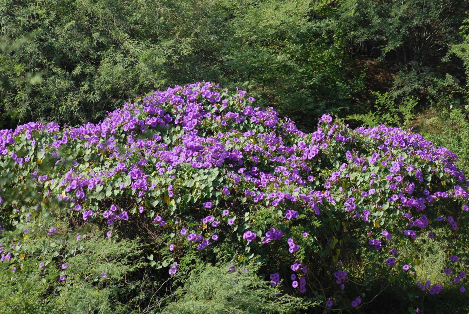 Nikon D200 sample photo. Bell, purple, flora photography