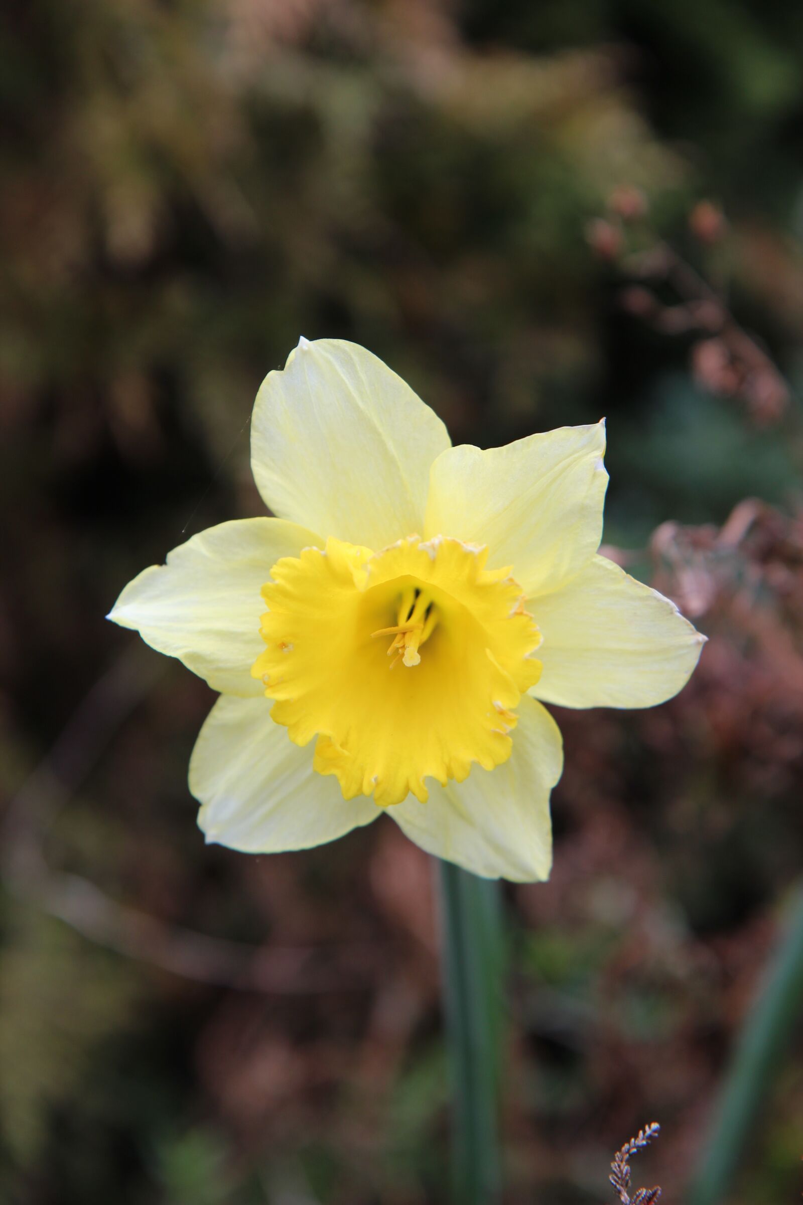 Canon EOS 600D (Rebel EOS T3i / EOS Kiss X5) sample photo. Narcissus, daffodil, narcissus yellow photography