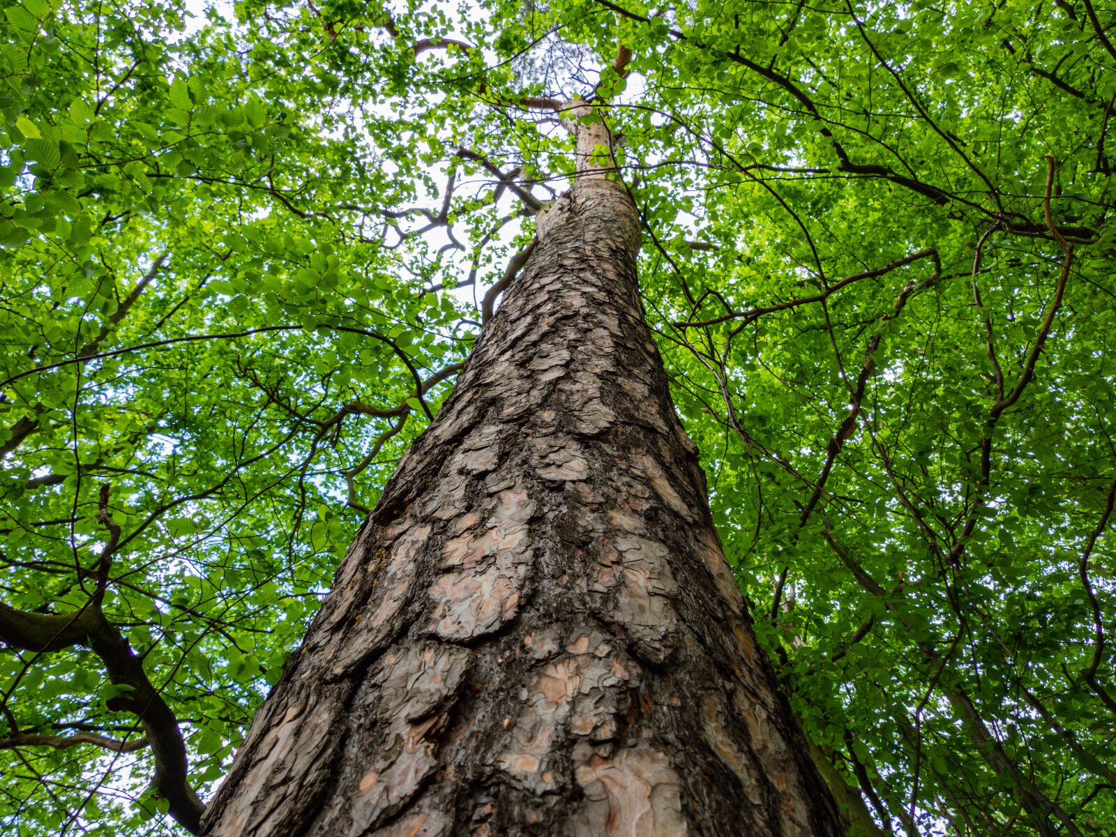 Olympus OM-D E-M10 III sample photo. Tree, bark, branches photography