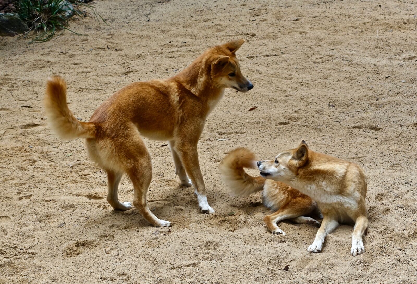 Sony Cyber-shot DSC-RX100 III sample photo. Dingo, wild, australian photography