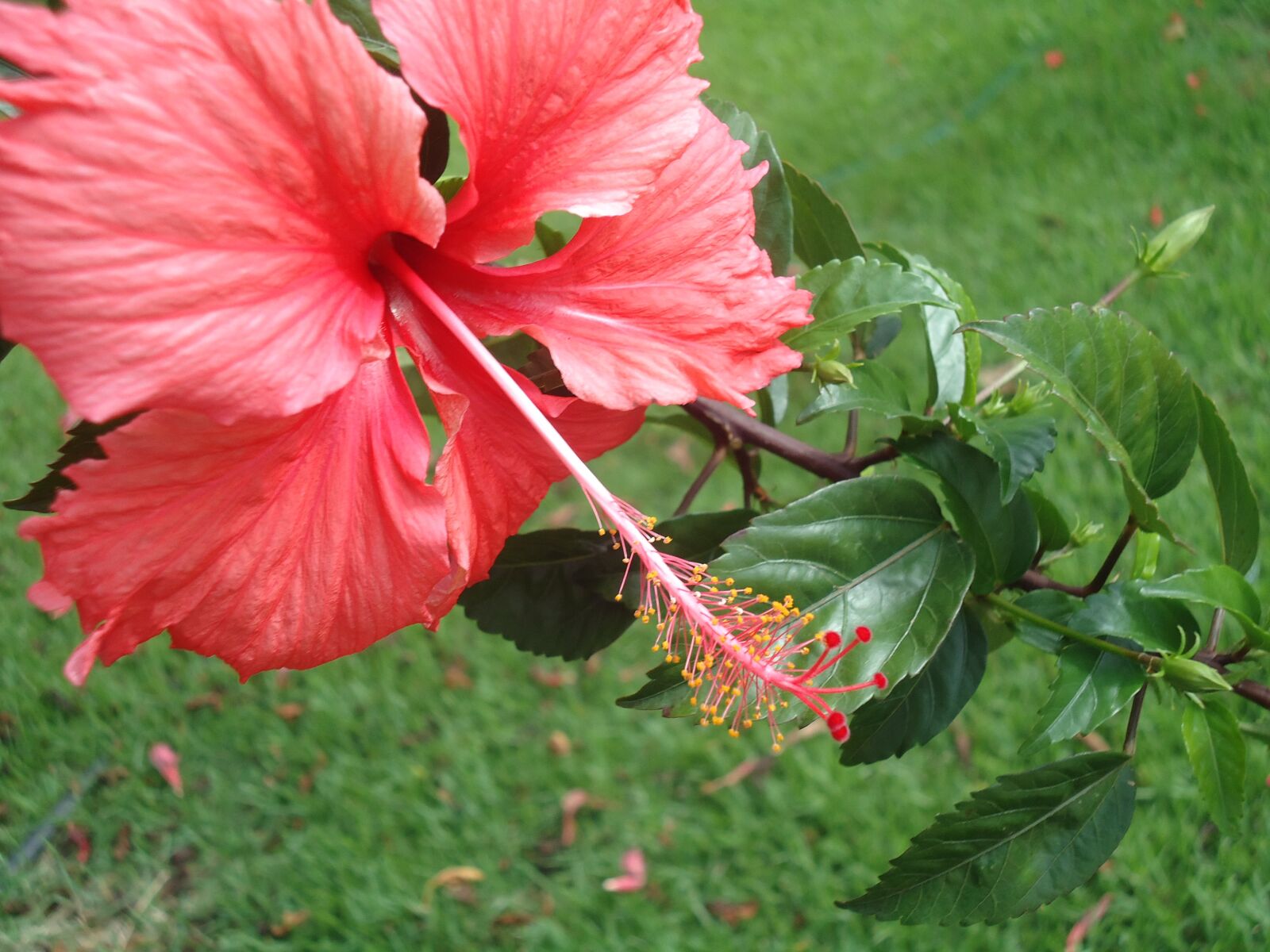 Sony Cyber-shot DSC-W330 sample photo. Flower, hawaii, havai photography