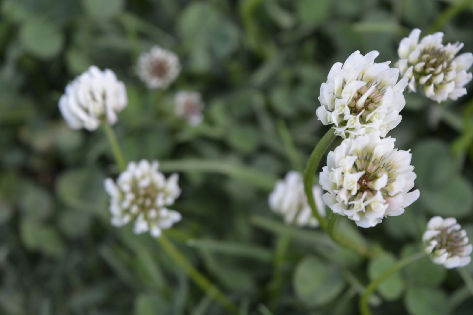 Nikon D5200 sample photo. Flower, flora, nature photography