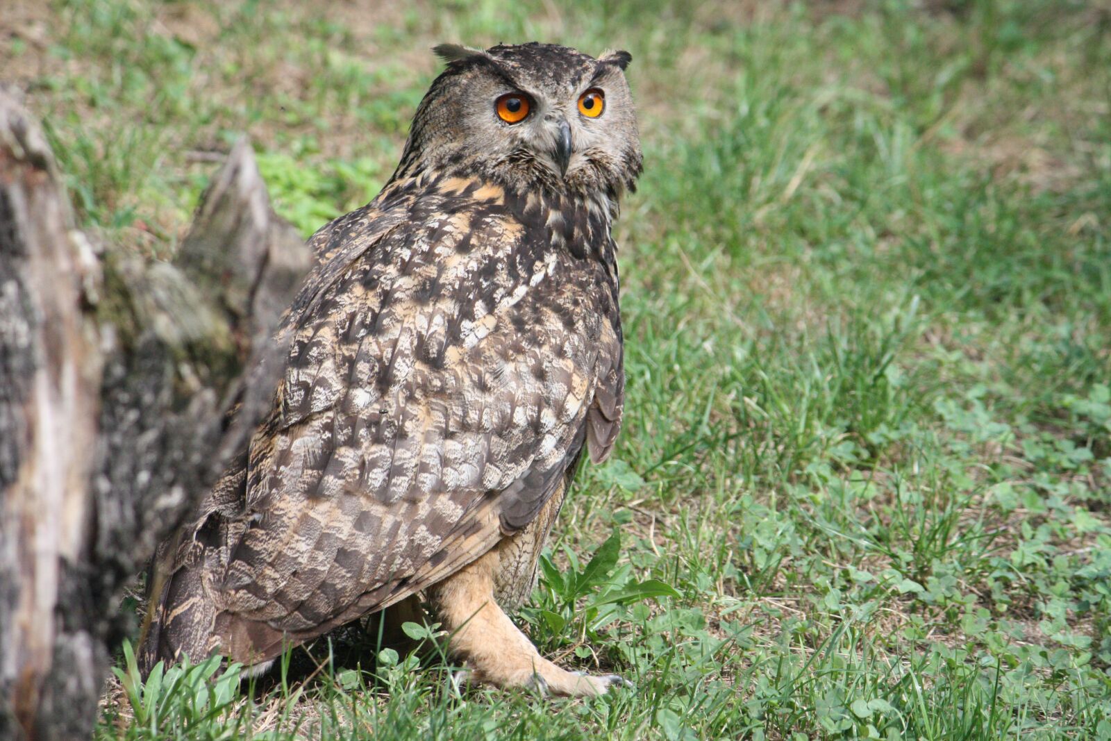 Canon EOS 450D (EOS Rebel XSi / EOS Kiss X2) sample photo. Hibou grand duc, raptor photography
