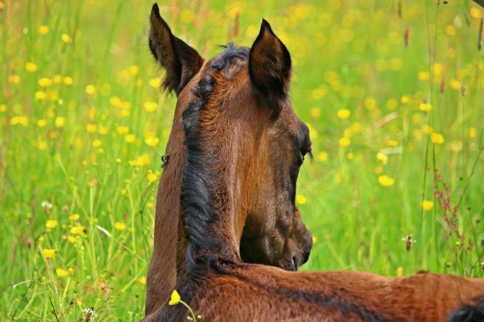 Canon EOS 100D (EOS Rebel SL1 / EOS Kiss X7) sample photo. Horse, foal, horse head photography