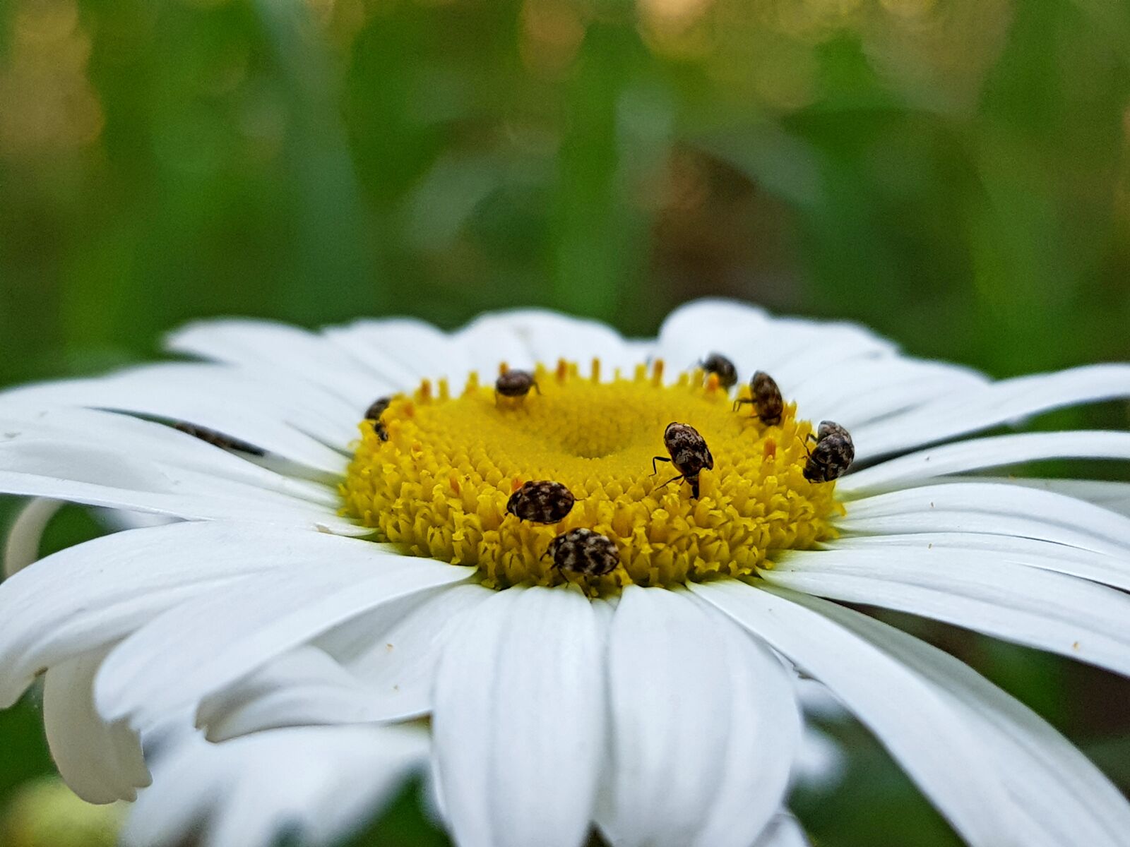 Samsung Galaxy S8 sample photo. Flower, nature, summer photography