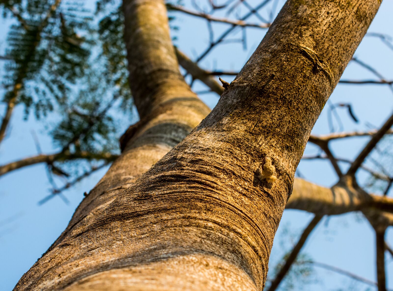 Nikon D5200 sample photo. Log, tree, bark photography
