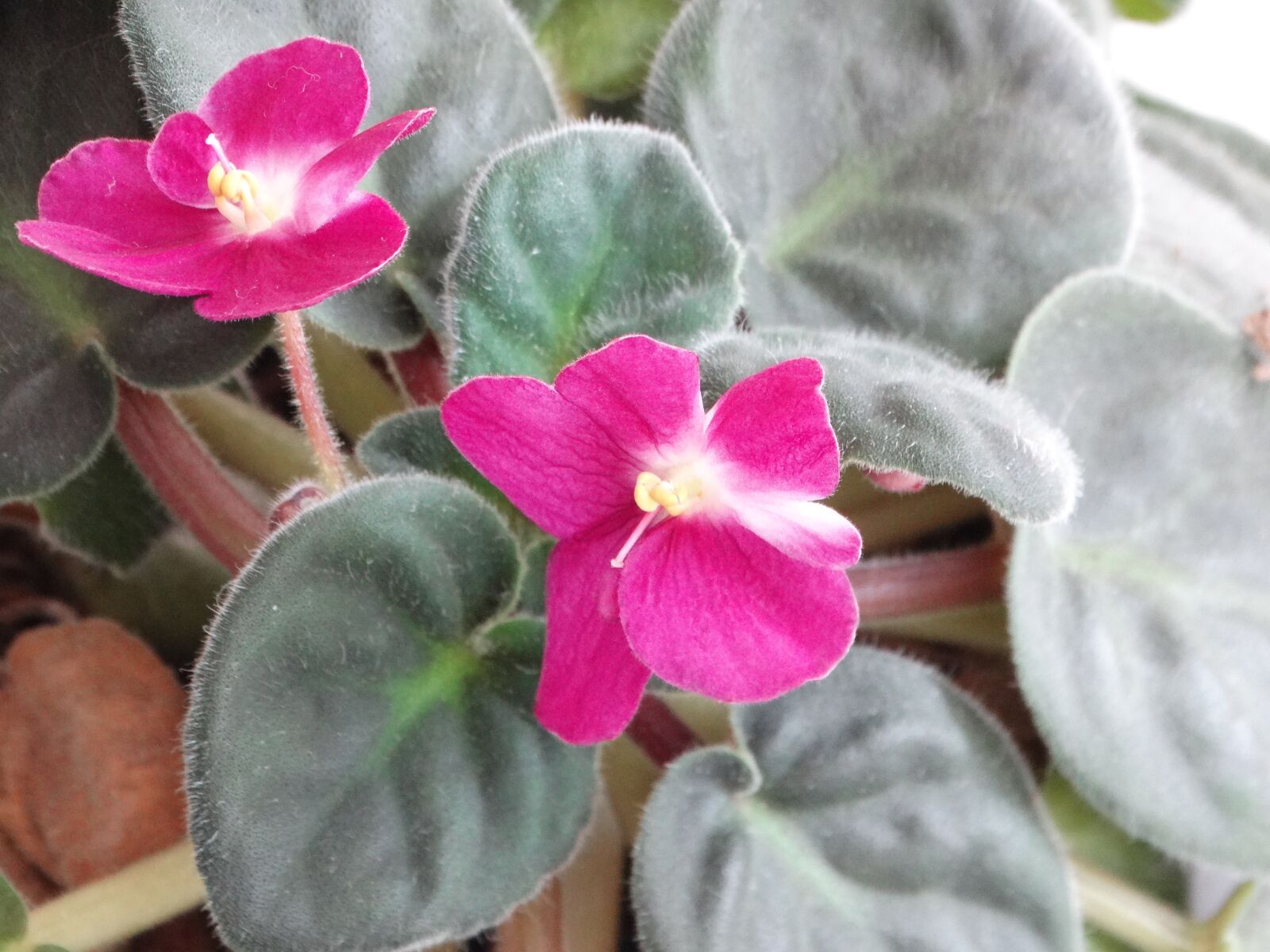 Sony Cyber-shot DSC-HX300 sample photo. Violet, petals, leaves photography