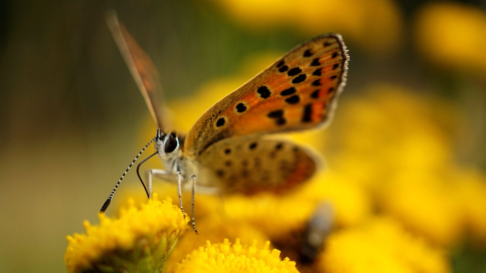 Sony Alpha a5000 (ILCE 5000) sample photo. Insect, nature, butterfly photography