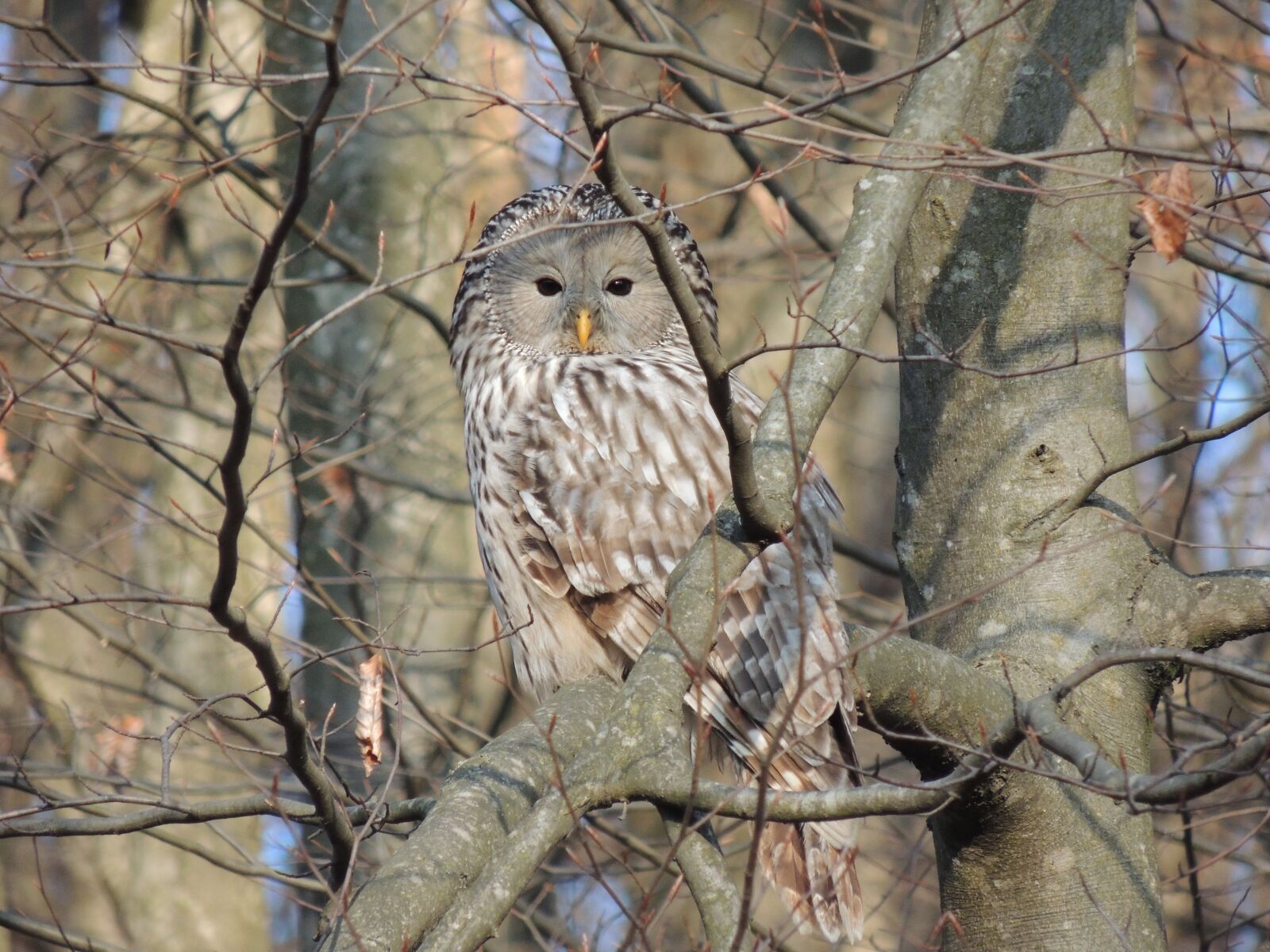 Nikon Coolpix P510 sample photo. Andriy, owl, forest photography