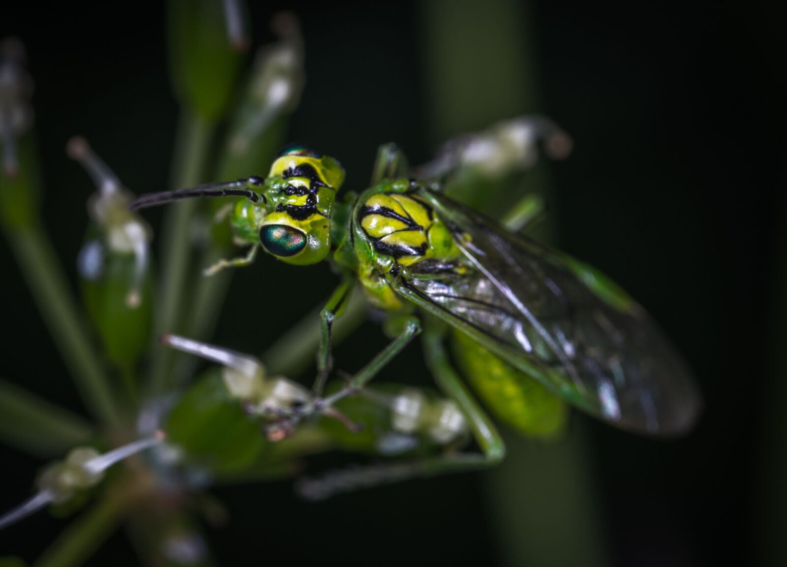 #124 65/2.8 sample photo. Insect, nature, fly photography