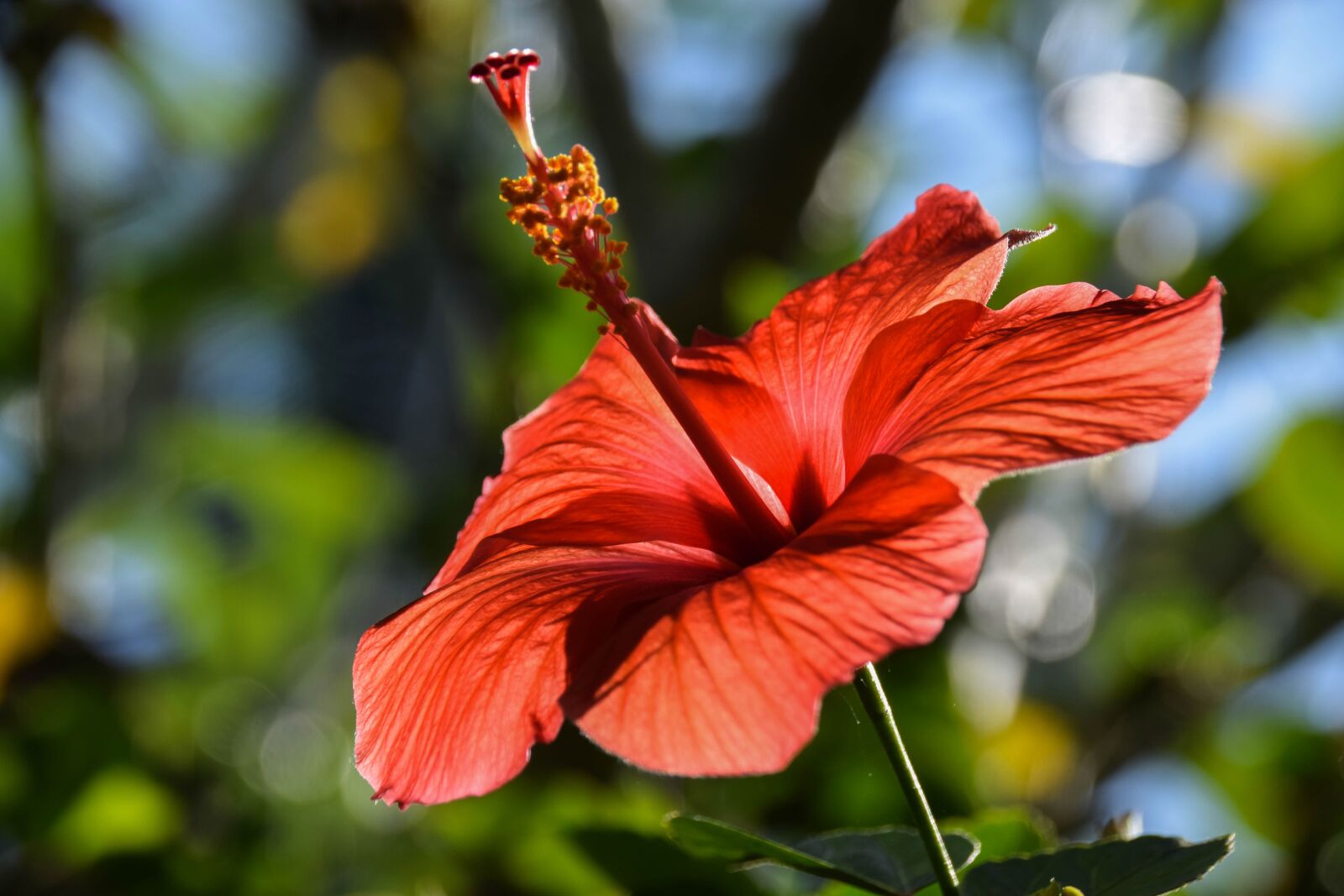Nikon D3300 sample photo. Bali, indonesia, travel photography