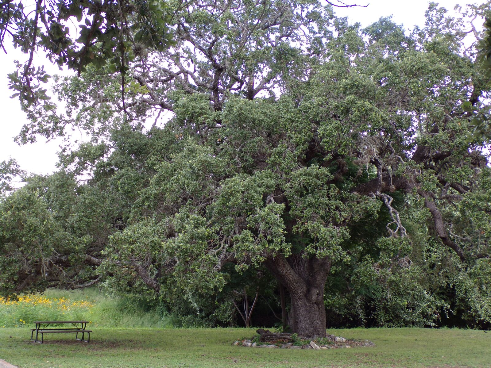 JK KODAK PIXPRO AZ421 sample photo. Tree, live oak, oak photography
