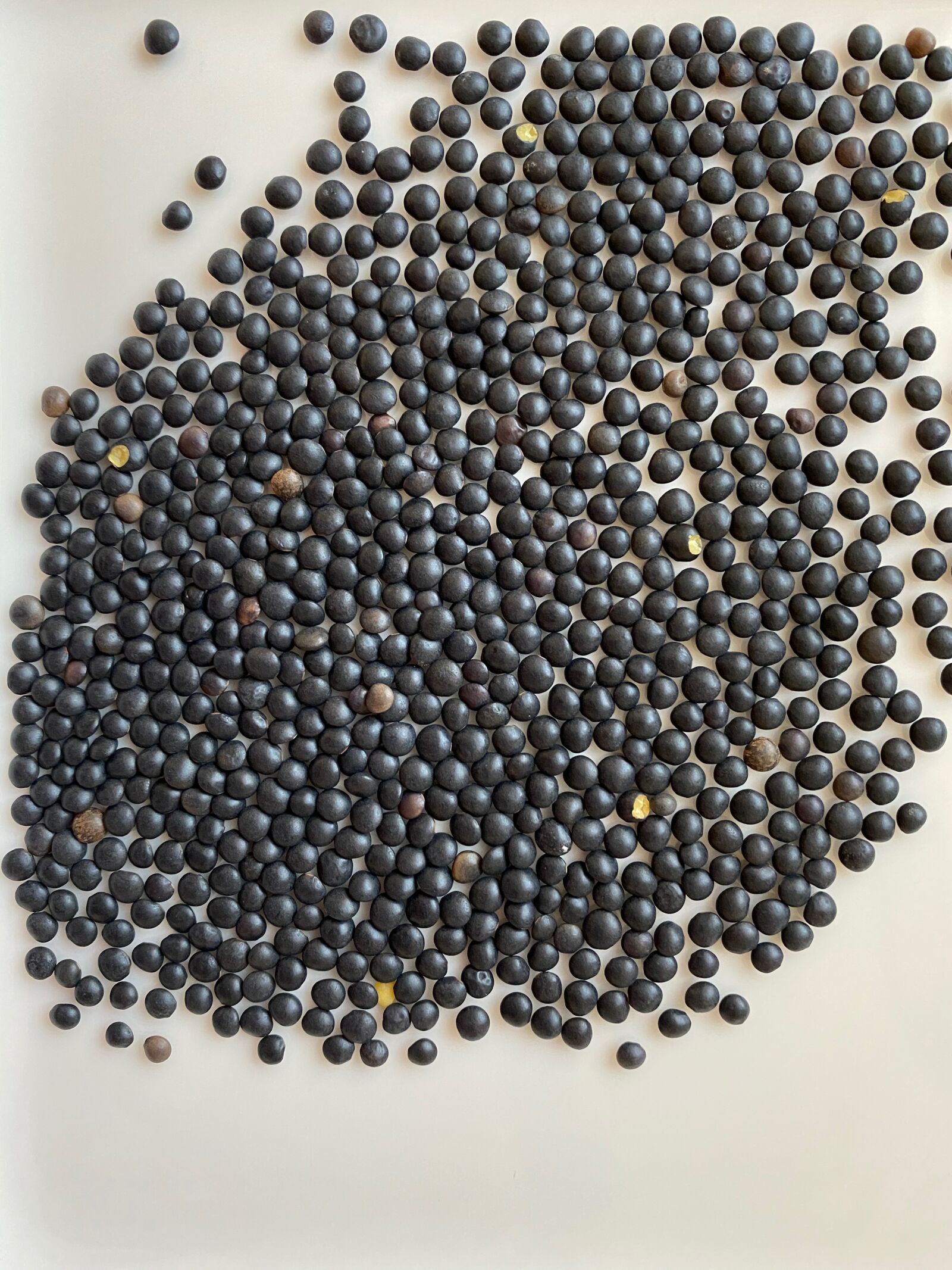 Apple iPhone 11 sample photo. Beluga lentils, lenses, seeds photography
