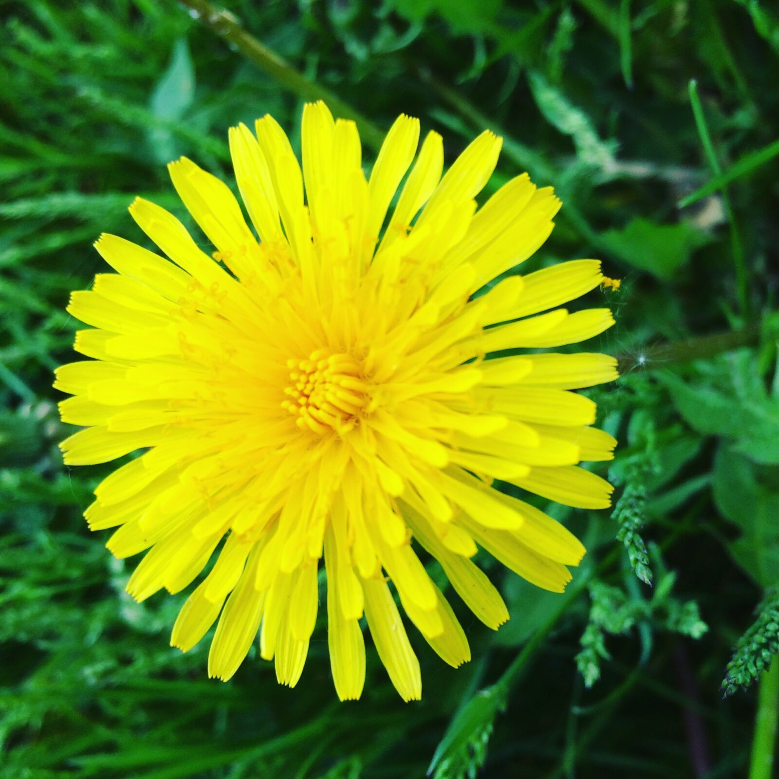iPhone 5s back camera 4.15mm f/2.2 sample photo. Flower, yellow, summer photography