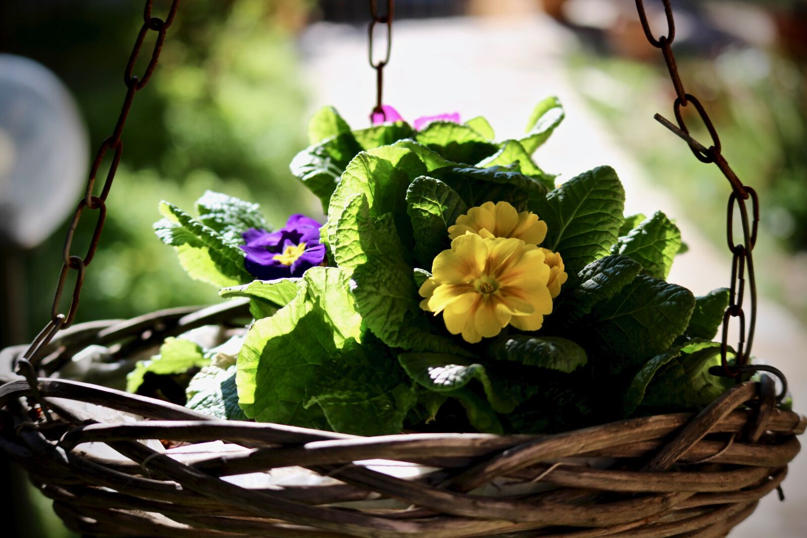 Canon EOS M sample photo. Spring, cowslip, flower photography