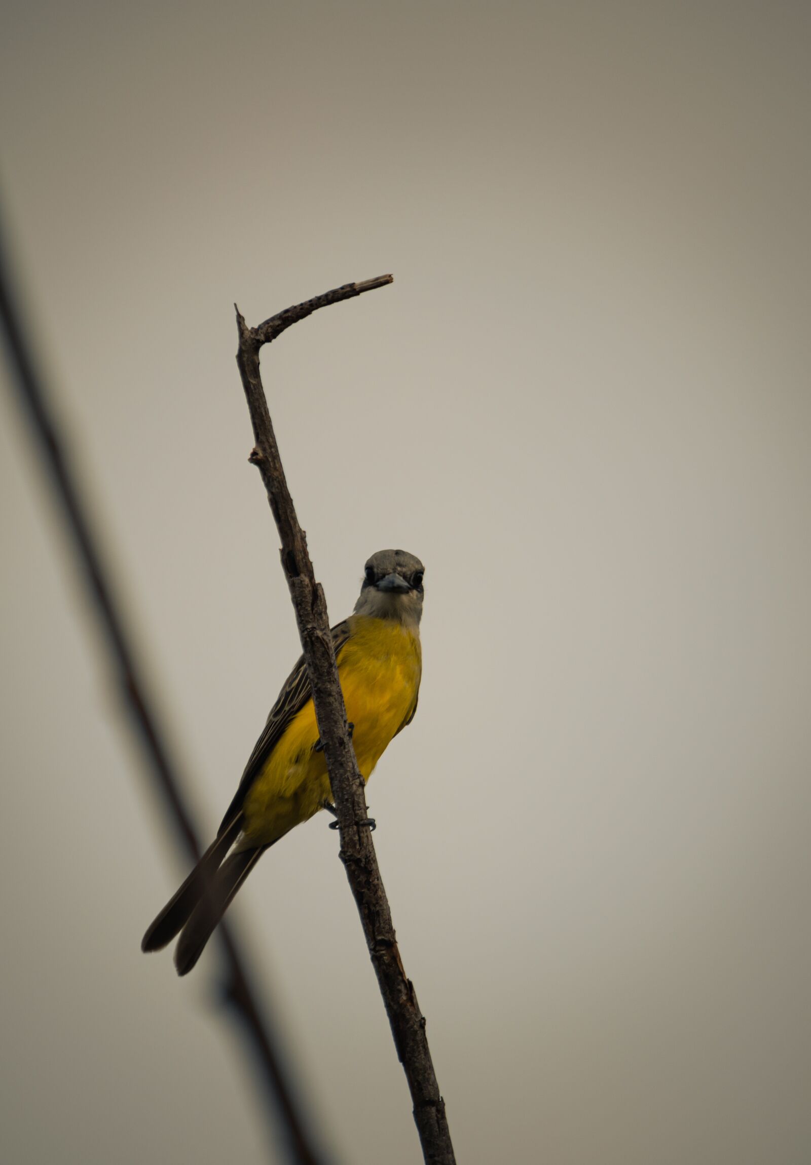 Nikon D5500 sample photo. Bird, perched, branch photography