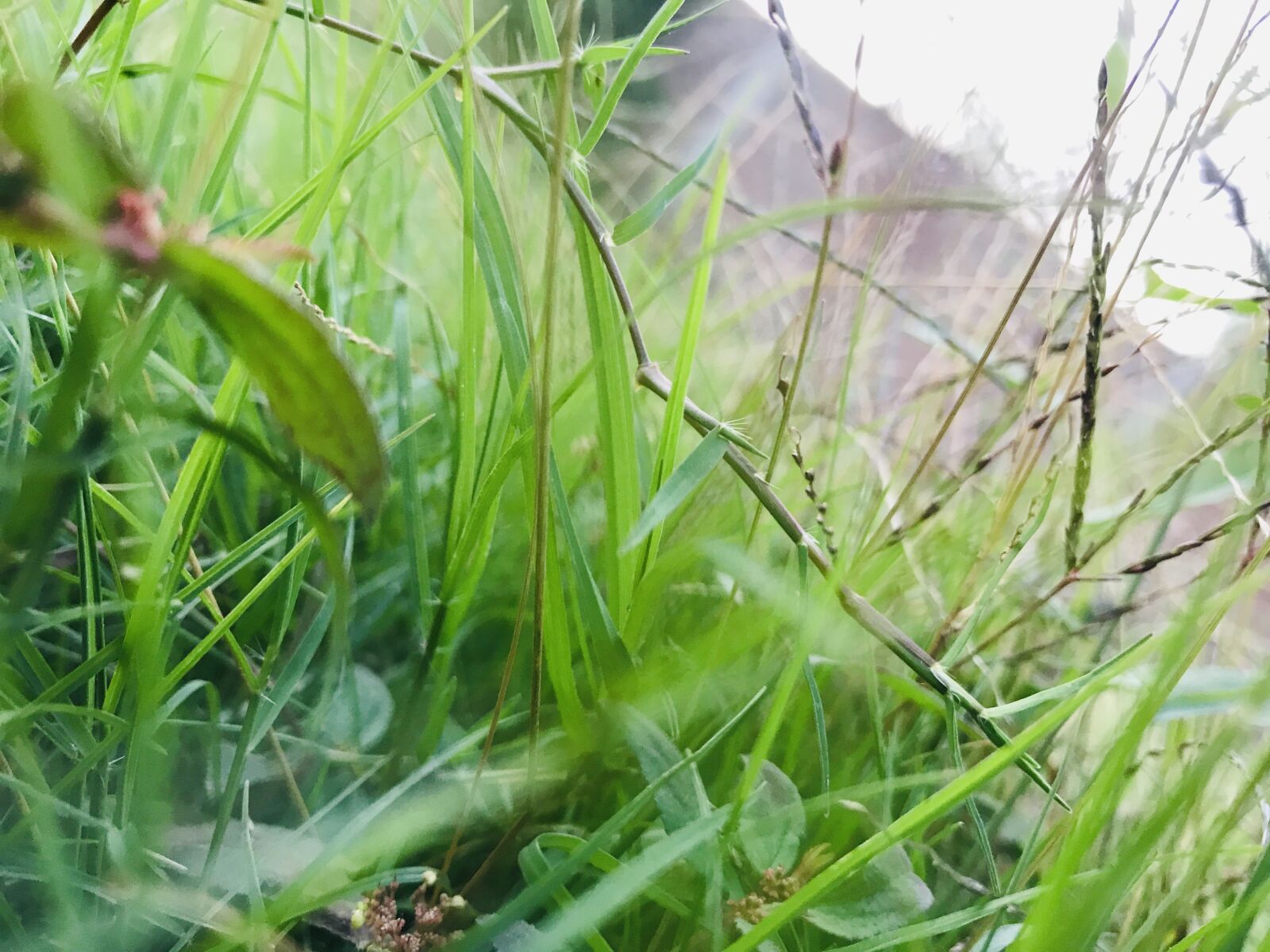 Apple iPhone 7 Plus sample photo. Grass, green, nature photography