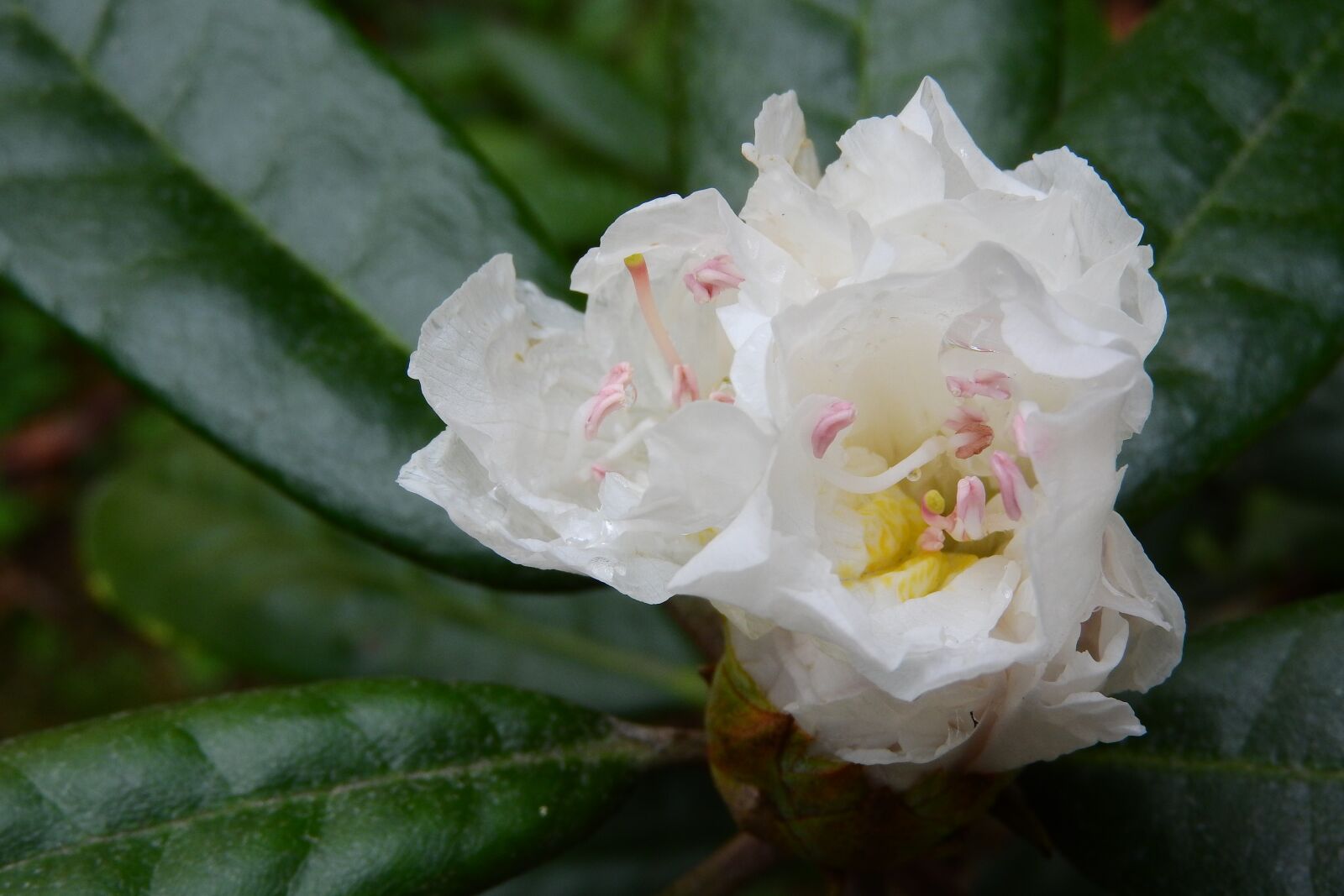 Nikon Coolpix P610 sample photo. Rhododendron, flower, white flower photography
