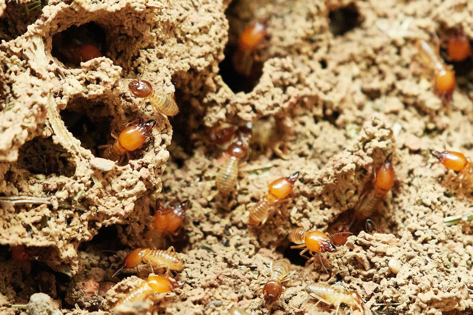 Nikon AF-S Nikkor 200-500mm F5.6E ED VR sample photo. Termites, nature, food photography
