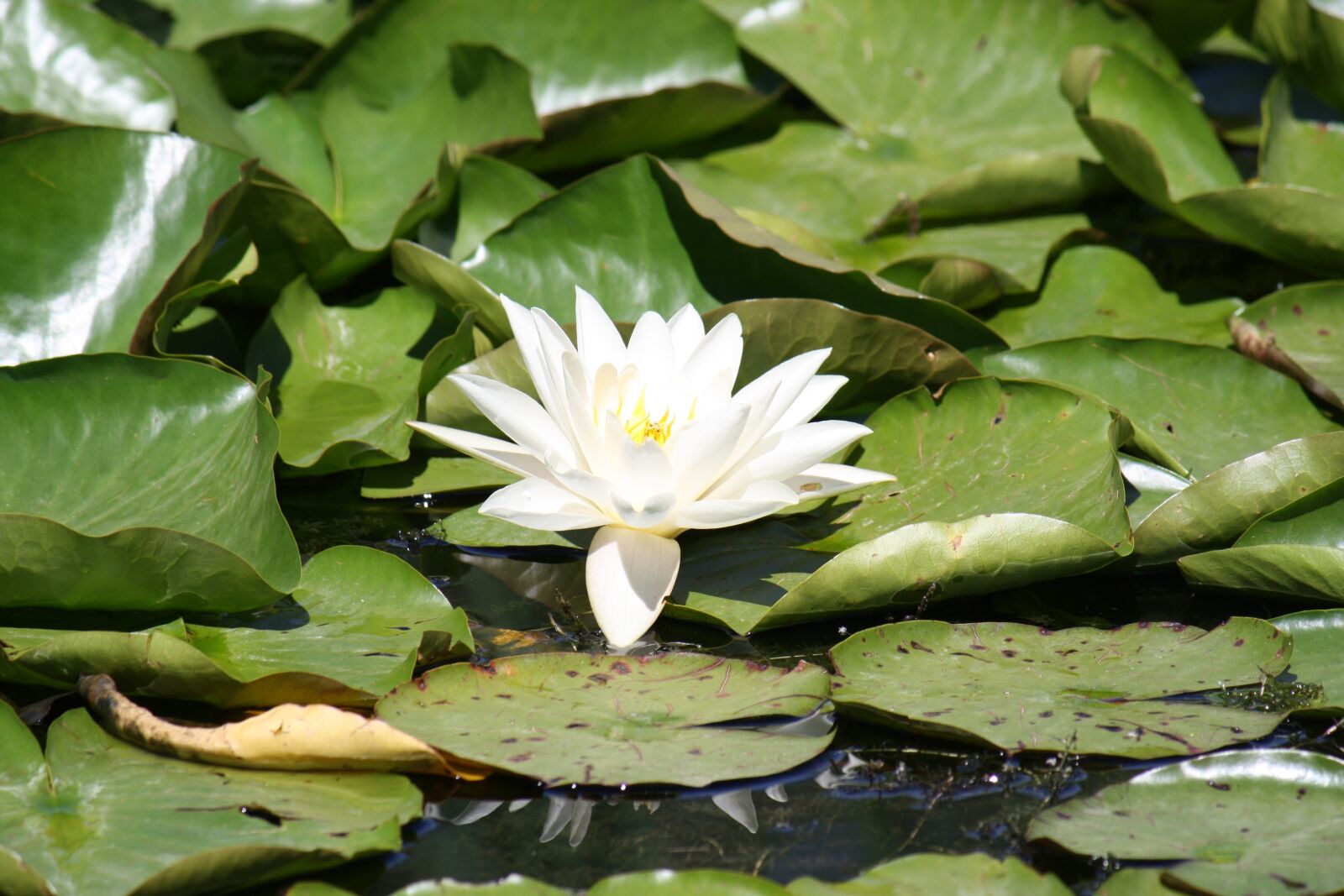 Canon EOS 1000D (EOS Digital Rebel XS / EOS Kiss F) sample photo. Flower, pond, aquatic plant photography