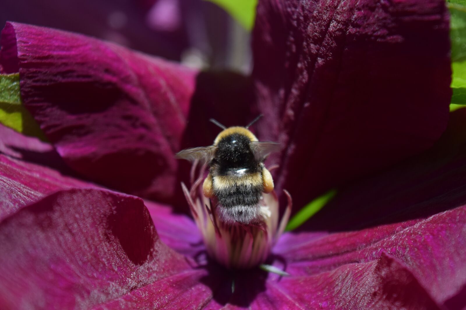 Nikon D3300 sample photo. Hummel, blossom, bloom photography