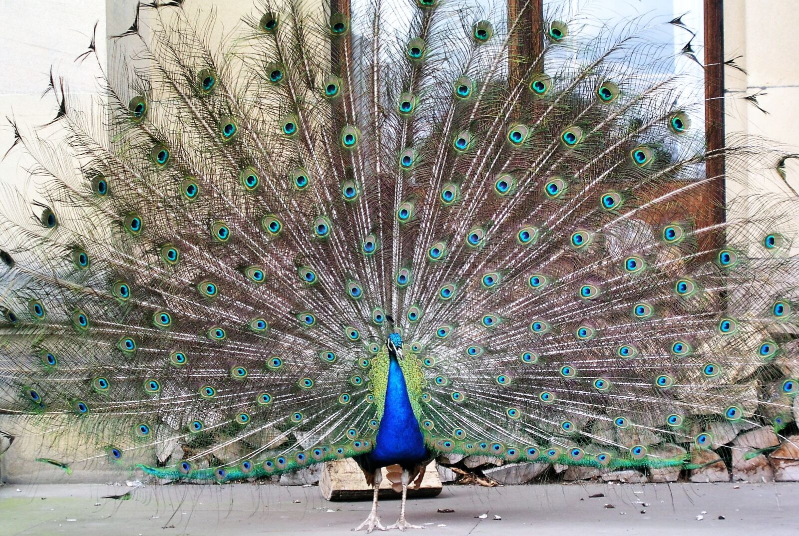 Olympus C5050Z sample photo. Peacock, bird, tail feathers photography