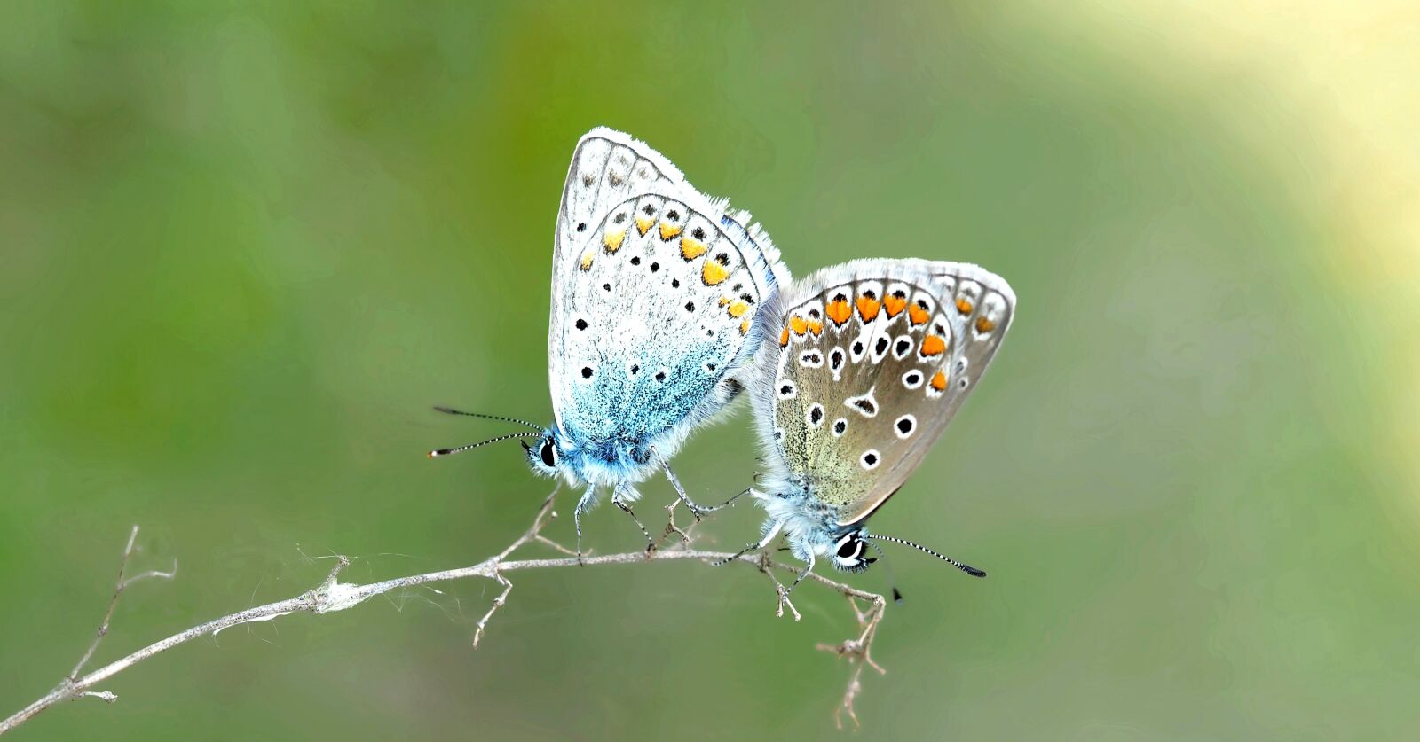 Olympus M.Zuiko Digital ED 60mm F2.8 Macro sample photo. Pairing, common blue, hauhechel photography