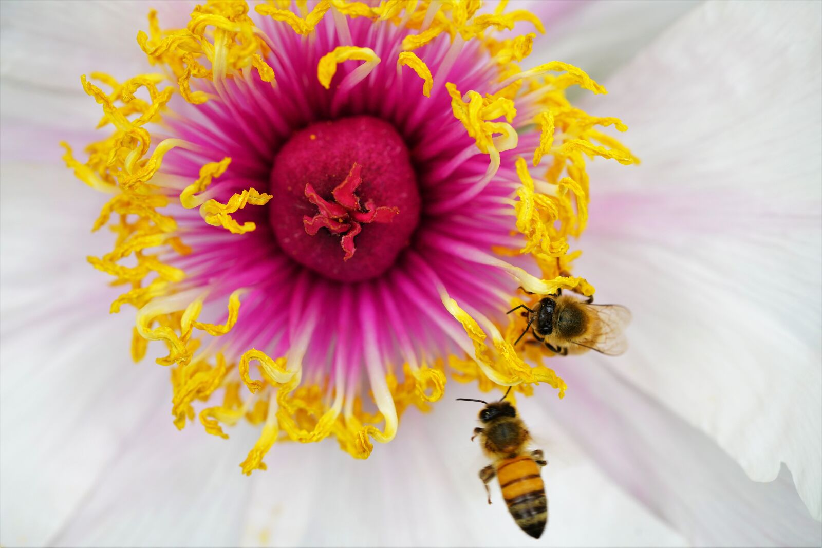 Sony a7R III + Sony FE 90mm F2.8 Macro G OSS sample photo. Flower, nature, summer photography