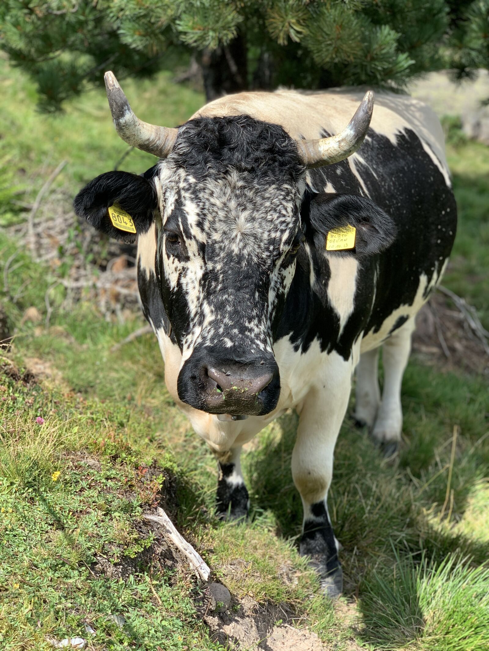 iPhone XS back dual camera 6mm f/2.4 sample photo. Cow, nature, cows photography