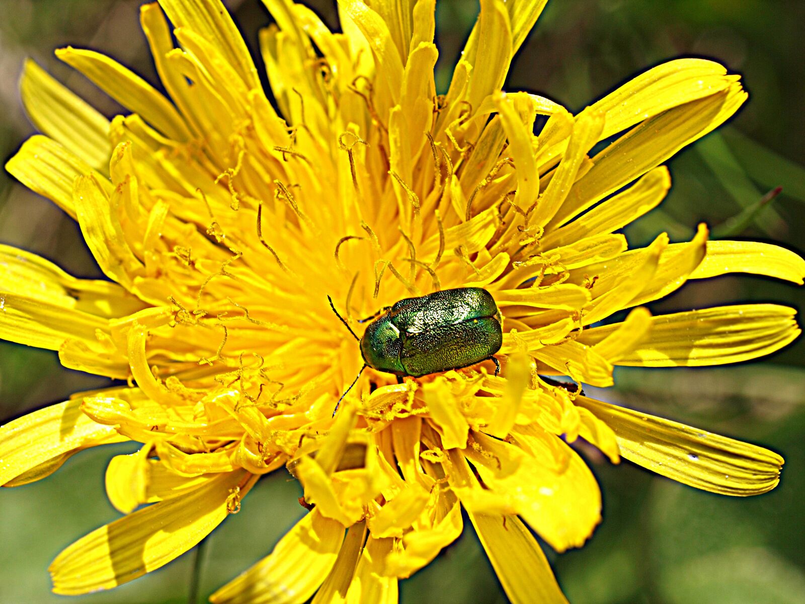 Olympus E-3 sample photo. Dandelion, rose beetle, yellow photography